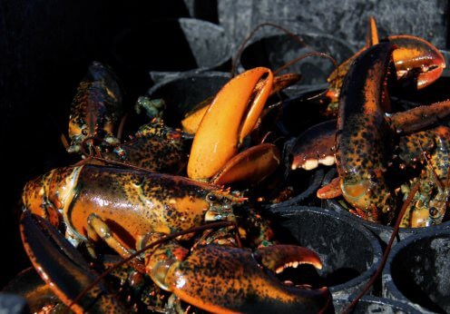 agence de rencontre cote nord