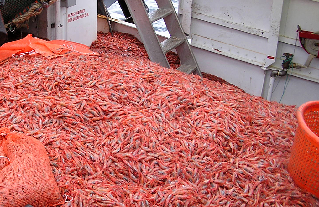 Lot de 3 leurres de pêche en eau salée/crevettes d'eau douce