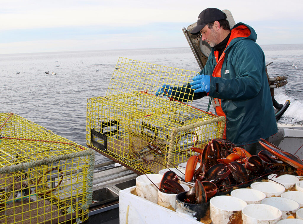 Homard : une année remarquable en matière de débarquements | Pêche Impact